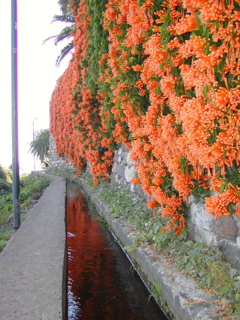 Vila Marta Funchal  Zewnętrze zdjęcie